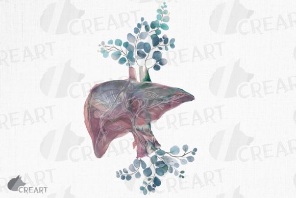 Pink Blush Anatomical Liver Eucalyptus Art Guide